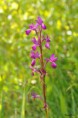 /album/orchidees/anacamptis-laxiflora-jpg/